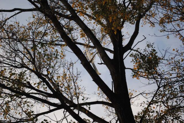 128 - Brederis, An der Furt 5 - Modellflieger hängt auf Baum