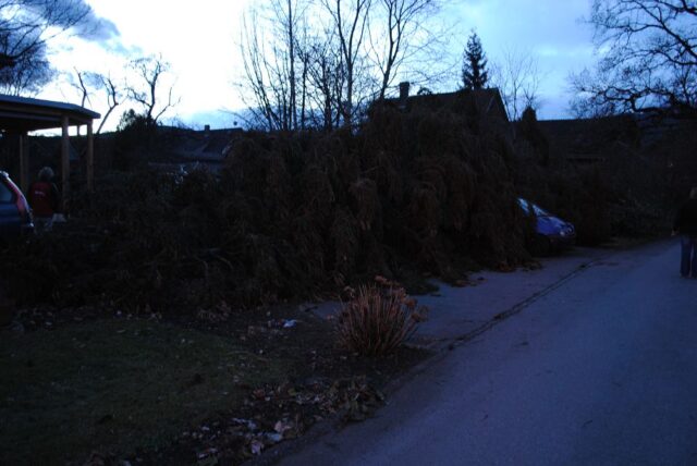 146 - Brederis, Eschenweg 4 - Baum entwurzelt