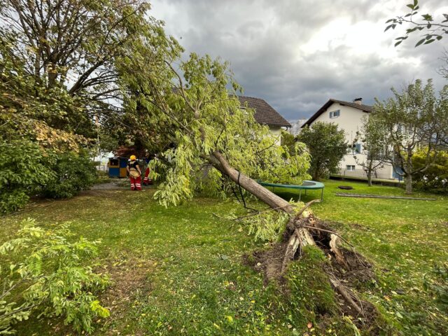 Einsatz 124 - Unterer Paspelsweg - Baum auf Garage